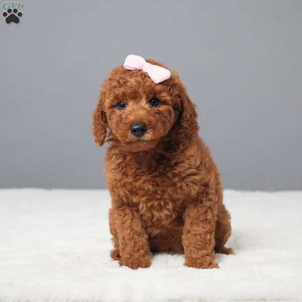 Brielle, Miniature Poodle Puppy